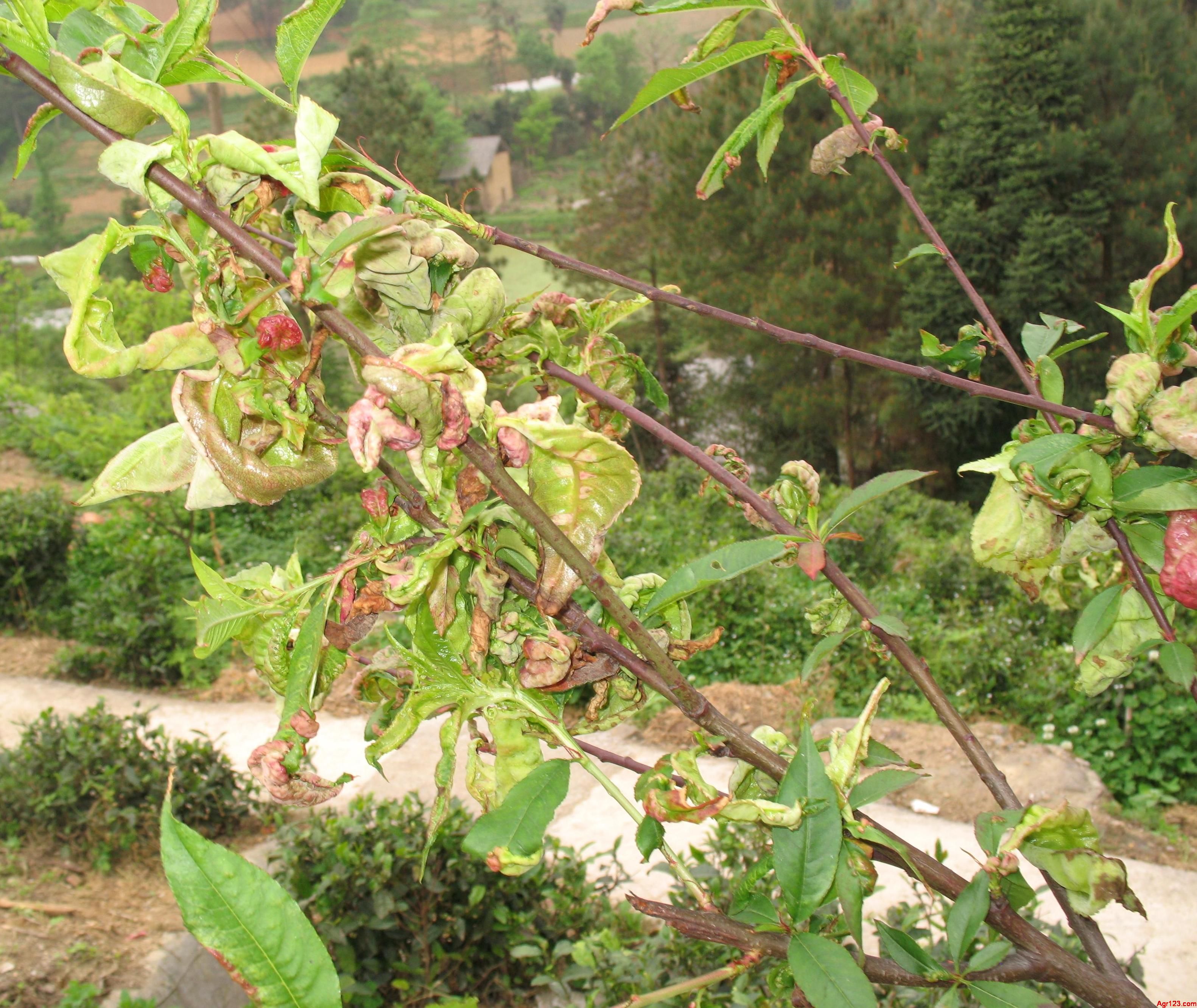 (二十八) 杨桃赤斑病-果树病虫-图片